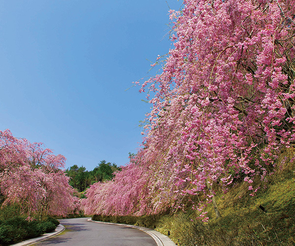 MIHO MUSEUM