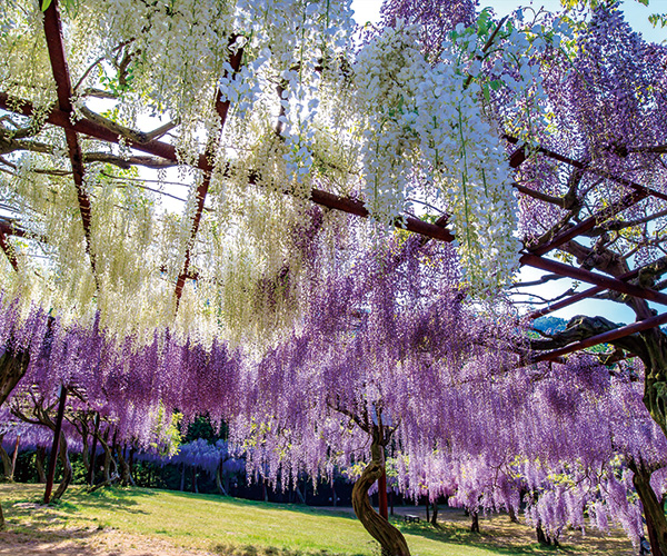 和気の藤公園