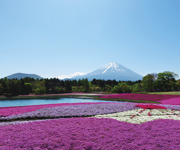 富士芝桜まつり