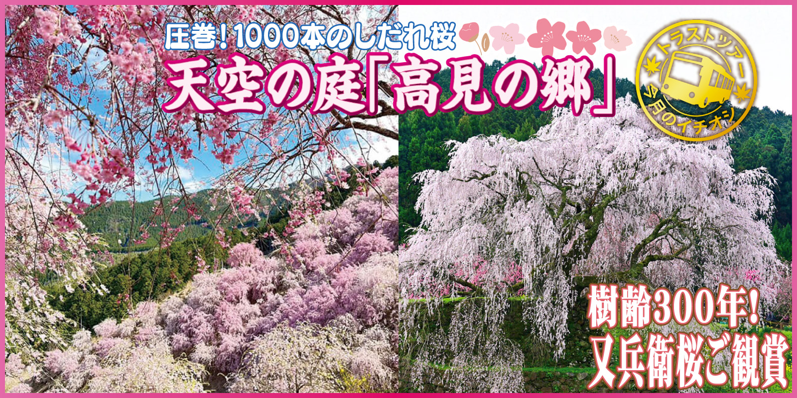 ＜奈良＞圧巻！1000本のしだれ桜 天空の庭「高見の郷」と樹齢約300年又兵衛桜ご観賞