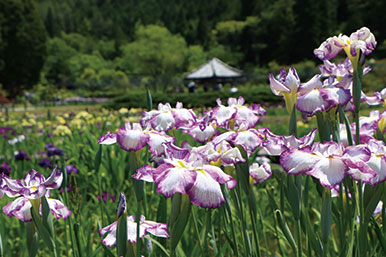 永澤寺・花菖蒲